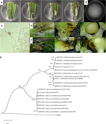 Efficacy and Mechanism of Thymol/KGM/LG Edible Coating Solution on Inhibition of Mucor circinelloides Isolated From Okra